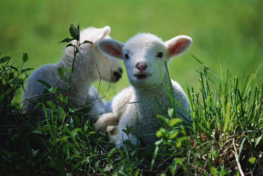 U乐国际-现代农业-有机养殖-小尾寒羊
