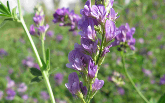 U乐国际-现代农业-有机种植-紫花苜蓿1