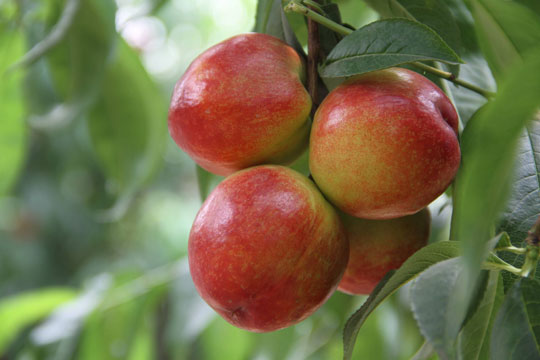 U乐国际-现代农业-有机种植-油桃1