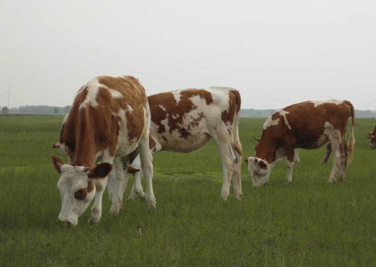 U乐国际-现代农业-有机养殖-西门塔尔牛